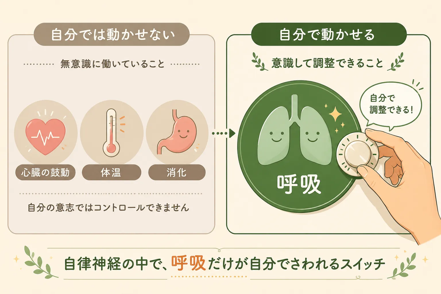 自律神経の中で呼吸だけが自分で調整できることを示した図