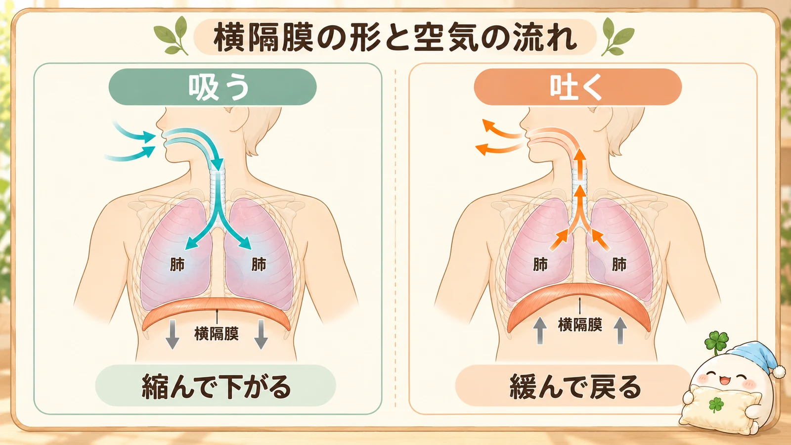肺の下のドーム状の横隔膜と、吸う・吐くときの鼻や口から肺への空気の流れ